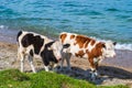 Two young spotted cows came to a watering place. Royalty Free Stock Photo