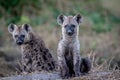 Two young Spotted hyenas sitting down.