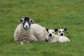 Sheep laying with spring lambs Royalty Free Stock Photo