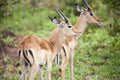 Two young springbuck looking off to the right