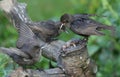 Two young Starling Sturnus vulgaris perching on a tree stump with theirs beaks open and wings spread. The young birds have been