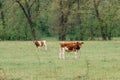 Two young steers with brown and white markings standing in a green field Royalty Free Stock Photo