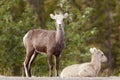 Two young Stone Sheep Ovis dalli stonei watching