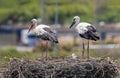 Two young storks in a large nest on a pole in Andalusia. Royalty Free Stock Photo