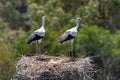 Two young storks wait for their parents in a large nest in Andalusia. Royalty Free Stock Photo