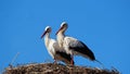 Two young storks taking the first rays of sun Royalty Free Stock Photo