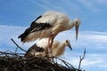 Two young storks in their nest against blue sky