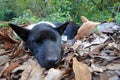 Two young Street Dogs sleeping in the forest Royalty Free Stock Photo