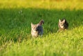 Two young striped cats are running after each other on green grass in spring bright meadow