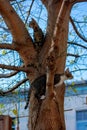 two young striped kitten sitting on a tree Royalty Free Stock Photo