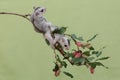 Two young sugar gliders are foraging on a red mulberry (Morus rubra) tree branch covered with fruit. Royalty Free Stock Photo