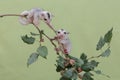 Two young sugar gliders are foraging on a red mulberry (Morus rubra) tree branch covered with fruit. Royalty Free Stock Photo