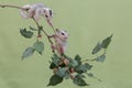 Two young sugar gliders are foraging on a red mulberry tree branch. Royalty Free Stock Photo