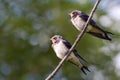 Two young swallows