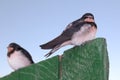 Two young swallows