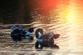 Two young swan on lake cleaning sunset Royalty Free Stock Photo