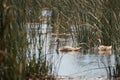 Two young swan swimming at Comana lake