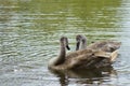 Two young swans on the lake Royalty Free Stock Photo