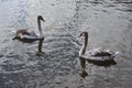 Two young swans on lake Royalty Free Stock Photo