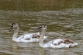 Two young swans swimming as snow is falling Royalty Free Stock Photo