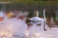 Two young swans swimming away looking backward Royalty Free Stock Photo
