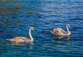 Two young swans swimming in blue water Royalty Free Stock Photo