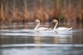 two young swans swimming side by side on a lake Royalty Free Stock Photo