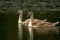 Young swans on Harthill reservoir. Royalty Free Stock Photo