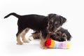 Two young Terrier Mix dogs playing with each other