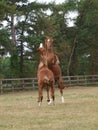Two Young Horses Royalty Free Stock Photo