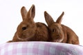 Two young Thrianta rabbits Royalty Free Stock Photo