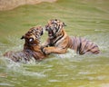 Two young tiger playing