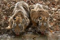 Two young tigers drinking water at Tadoba Andhari Tiger Reserve, Chandrapur, Maharashtra, India