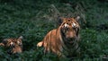 Two Young tigers in playing hide and seek in dense foliage