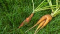 Two young ugly carrots lie on the green grass