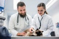 Two young veterinarian doctors examining a cat