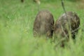 Two young warthogs eating
