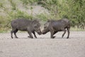 Two young warthogs fight at small pond in a road Royalty Free Stock Photo