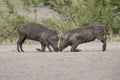 Two young warthogs fight at small pond in a road Royalty Free Stock Photo