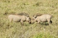 Two young warthogs playing in long grass