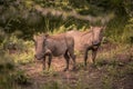 Two young warthogs stand in a clearing in Umkhuze Game Reserve Royalty Free Stock Photo