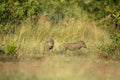 Two young warthogs standing alert