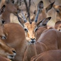 Two young Waterbucks (Kobus Ellipsiprymnus) fighting. Kruger National Park Royalty Free Stock Photo
