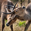 Two young Waterbucks (Kobus Ellipsiprymnus) Royalty Free Stock Photo