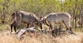 Two young Waterbucks (Kobus Ellipsiprymnus) fighting. Kruger National Park