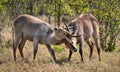 Two young Waterbucks (Kobus Ellipsiprymnus) fighting Royalty Free Stock Photo