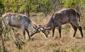 Two young Waterbucks (Kobus Ellipsiprymnus) fighting. Kruger National Park, Royalty Free Stock Photo