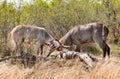 Two young Waterbucks (Kobus Ellipsiprymnus) fighting. Kruger National Park Royalty Free Stock Photo