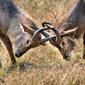 Two young Waterbucks (Kobus Ellipsiprymnus) fighting. Kruger National Park