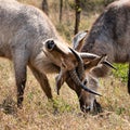 Two young Waterbucks (Kobus Ellipsiprymnus) Royalty Free Stock Photo